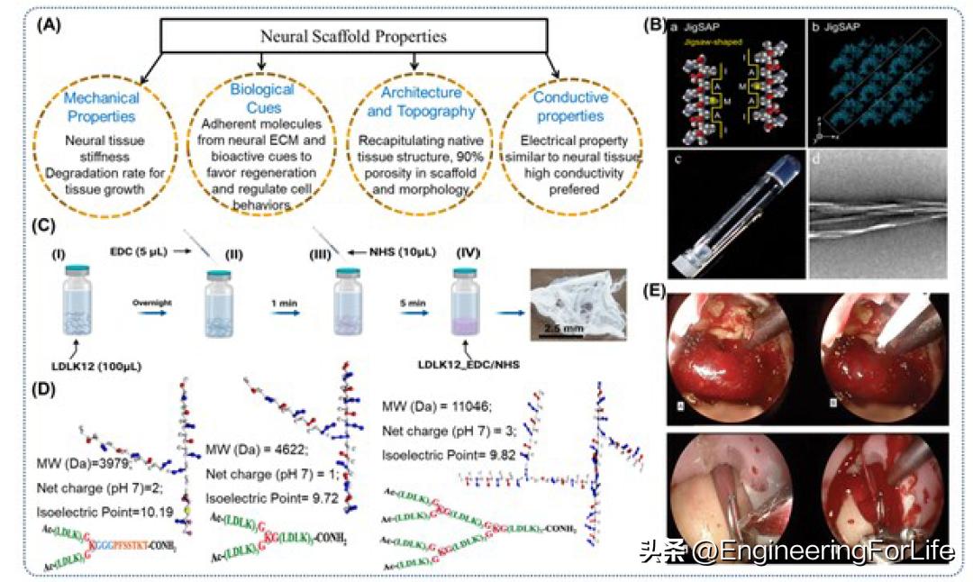 基于dSAP生物材料的纳米止血剂--从实验室到临床的科学之路