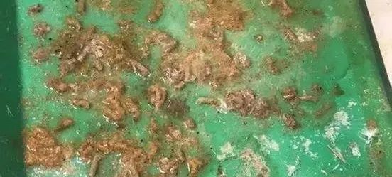 毛滴虫对幼鸽的危害,毛滴虫病有什么影响