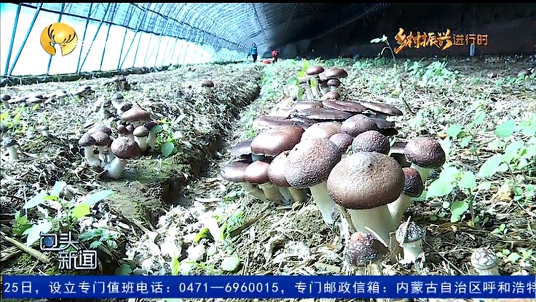 乡村振兴翻开乡村生活新篇章,乡村振兴如火如荼