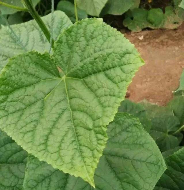 治疗白粉虫的办法,防治白垩病方法