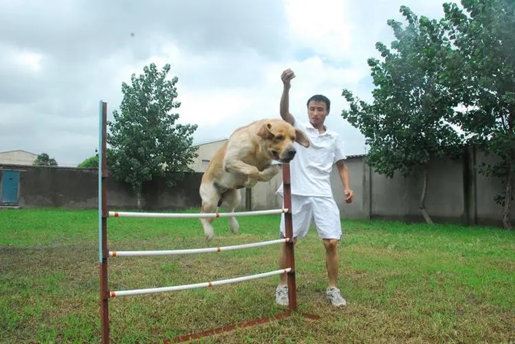 金毛VS拉布拉多，竟那么雷同！谁更得到万千人宠爱？