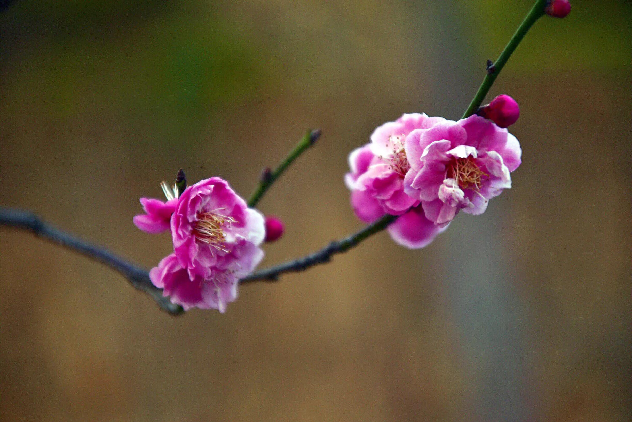 花卉摄影秋日的浪漫,花卉摄影春暖梅花开