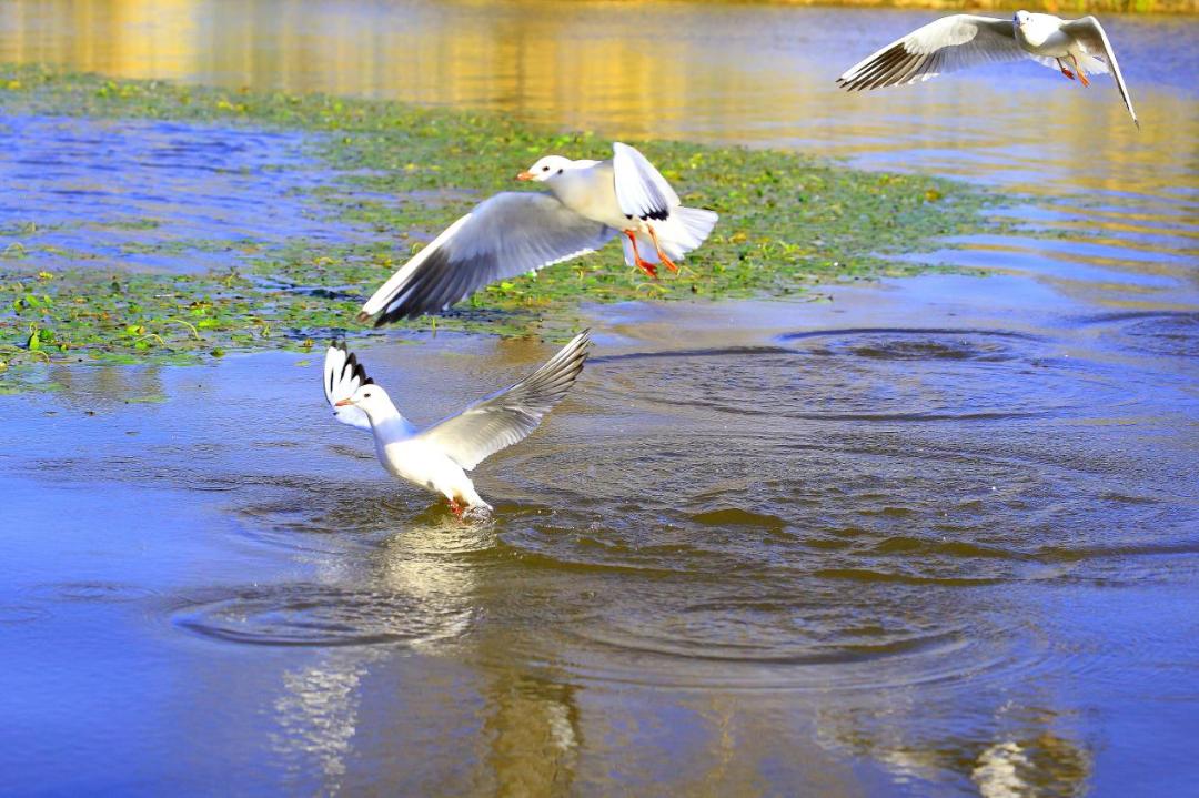 邛海鸟类保护动物名录,邛海动植物有哪些