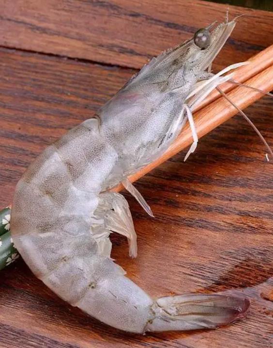 对虾养殖的碳氮磷比,对虾溶氧与产量的关系