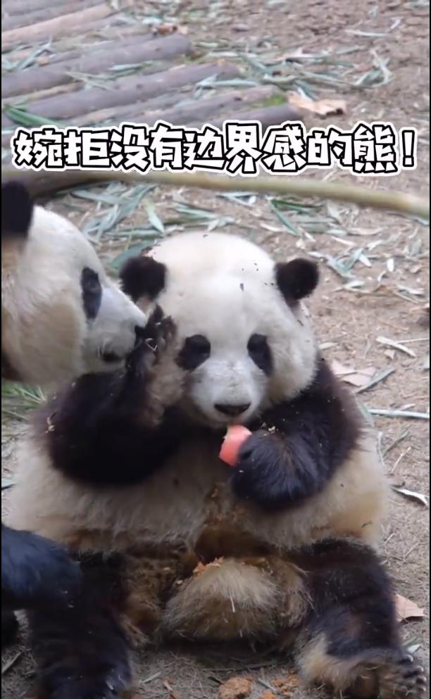 花花：接住谭爷爷给的小苹果，仿佛接住了整个世界。