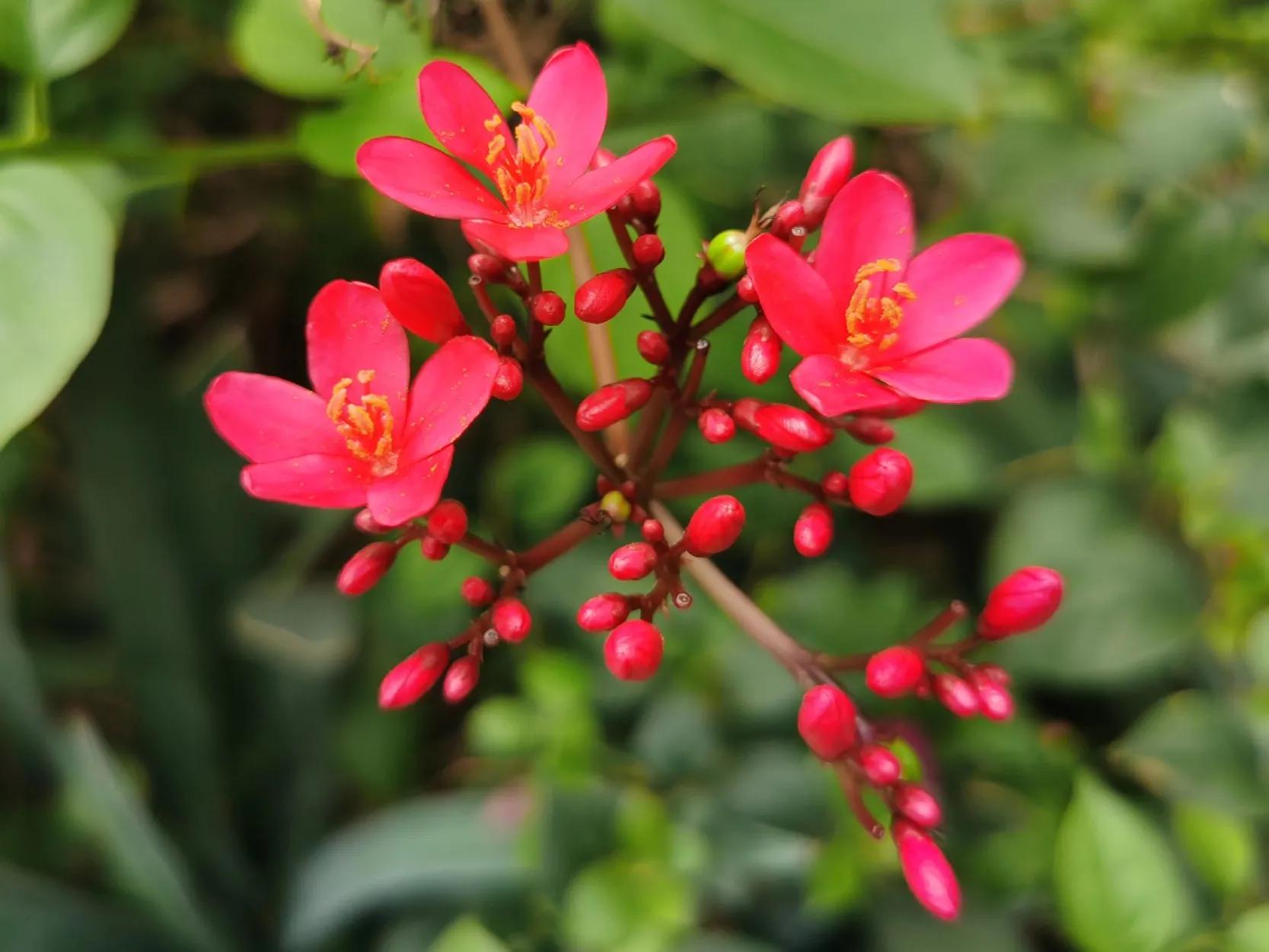 春夏之交，越来越多的花含苞欲放，这一百种娇媚蓓蕾真是美不胜收