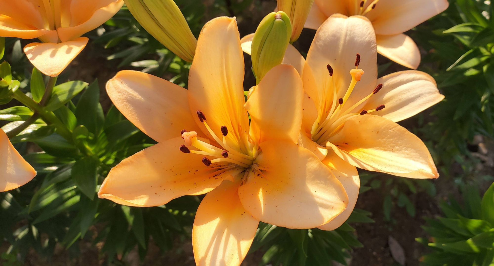 冬季盆栽百合花开完怎么处理,百合花种球冬季种植方法
