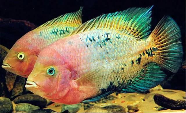 2020年禁养水产类名单,国家禁止放生的鱼类有哪些