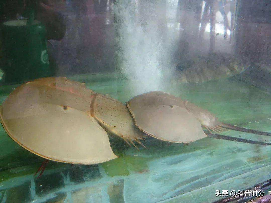 4亿多年蓝色血液引人类陷入绝境,4亿岁生物被疯狂抽血