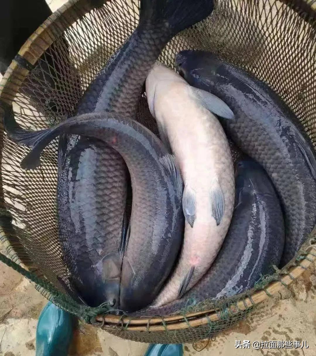 建议中老年人，少吃面食和猪肉，多吃这6种鱼，越吃越健康