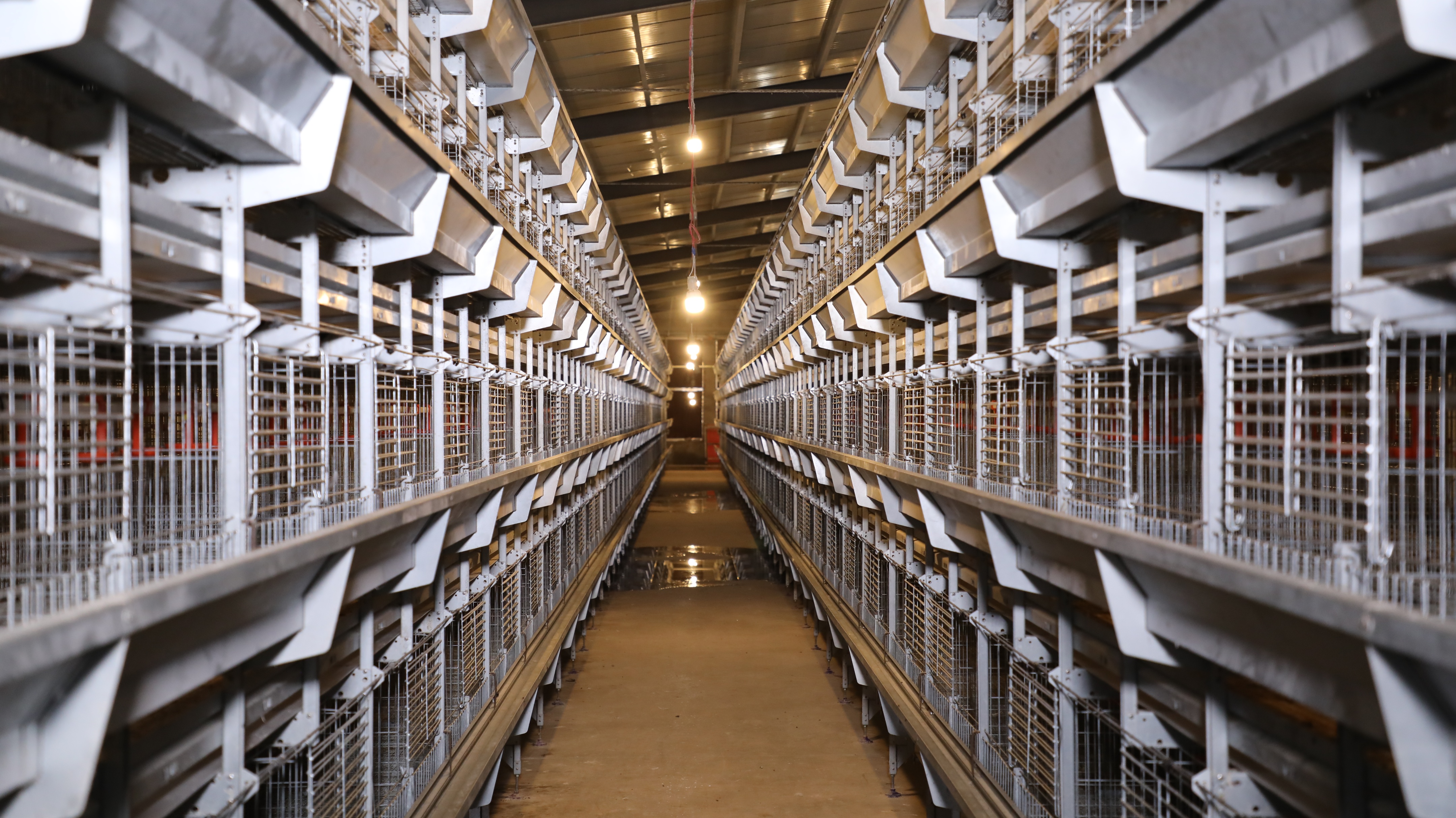 养鸡杀菌最好的方法,鸡产品杀菌最好的方法