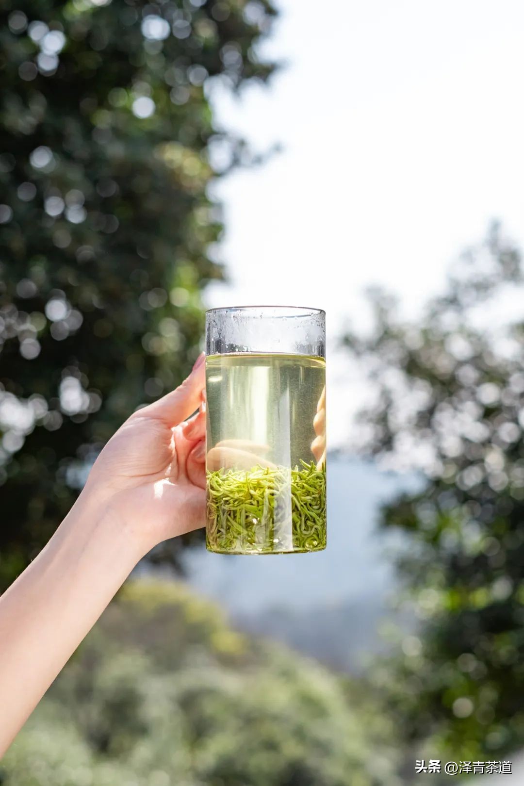 中国十大名茶最新排名表图,中国十大名茶最新排第一名