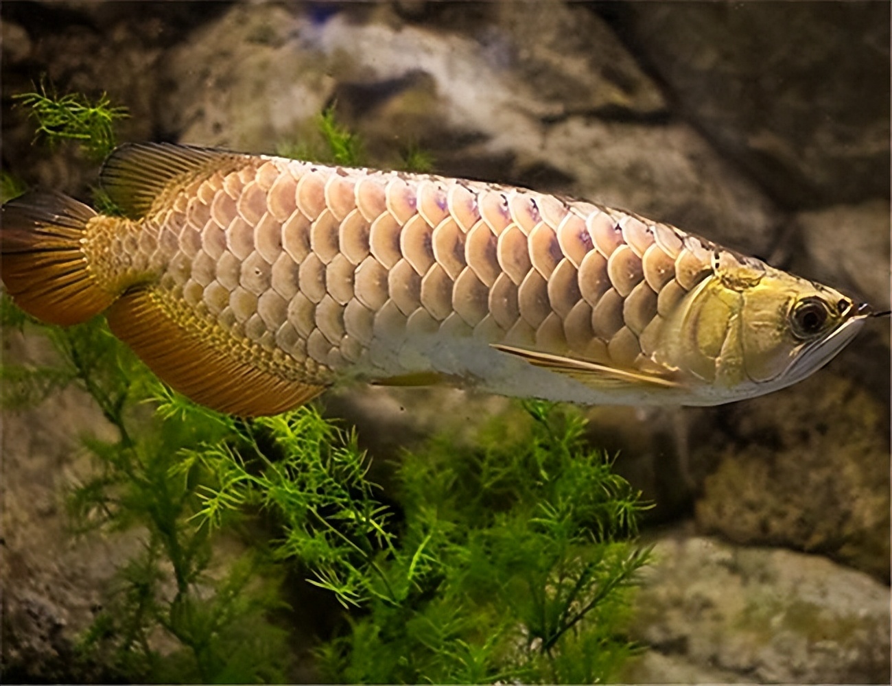 怎么把金龙鱼养好的小技巧,养金龙鱼的技巧和方法