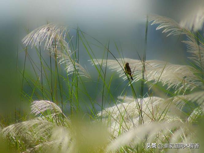双调水仙子夜雨元徐再思读音,徐再思水仙子夜雨全文手写图片