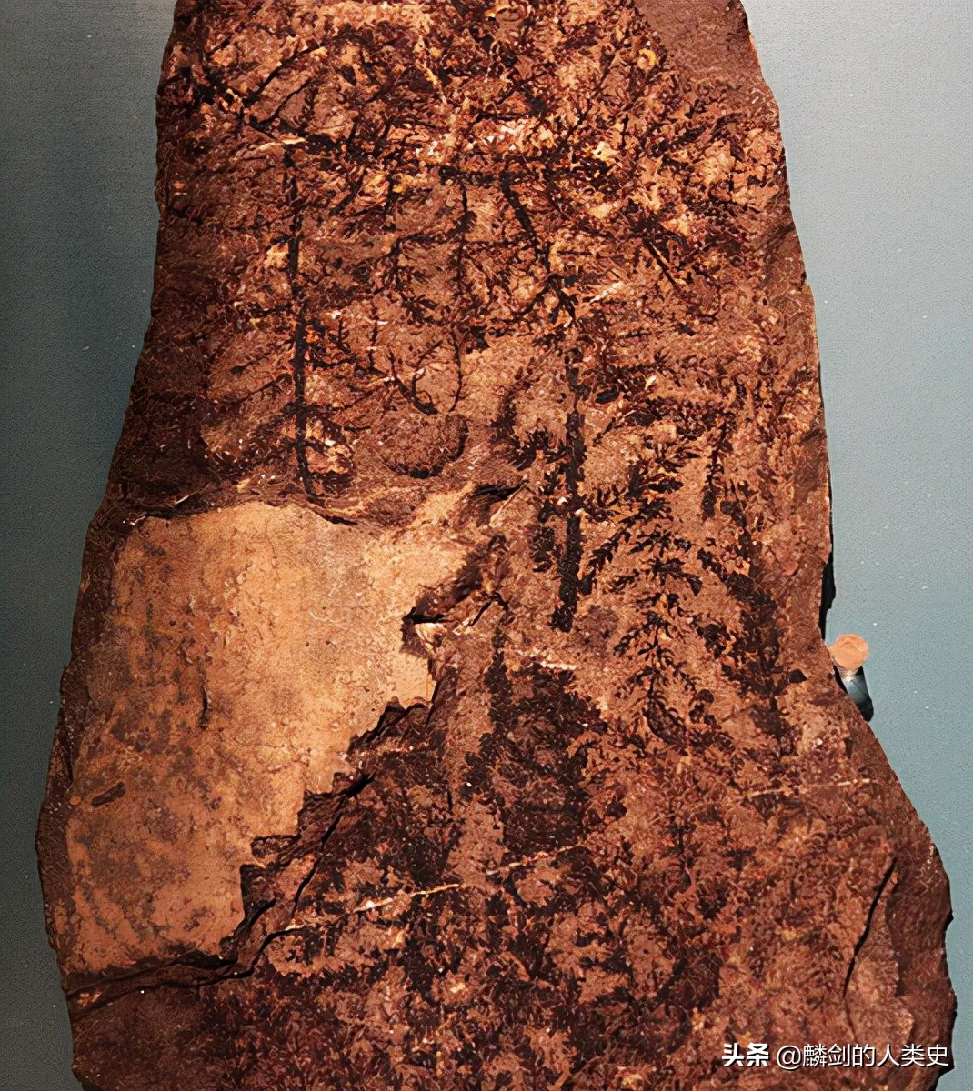 金鱼藻目植物图解,金鱼藻目和双子叶哪个好