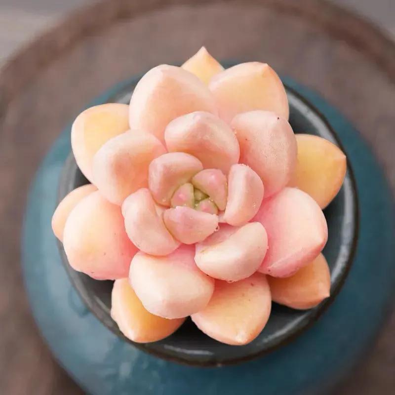 好看又度夏容易的多肉品种,油画棒绘画治愈系简单多肉葡萄