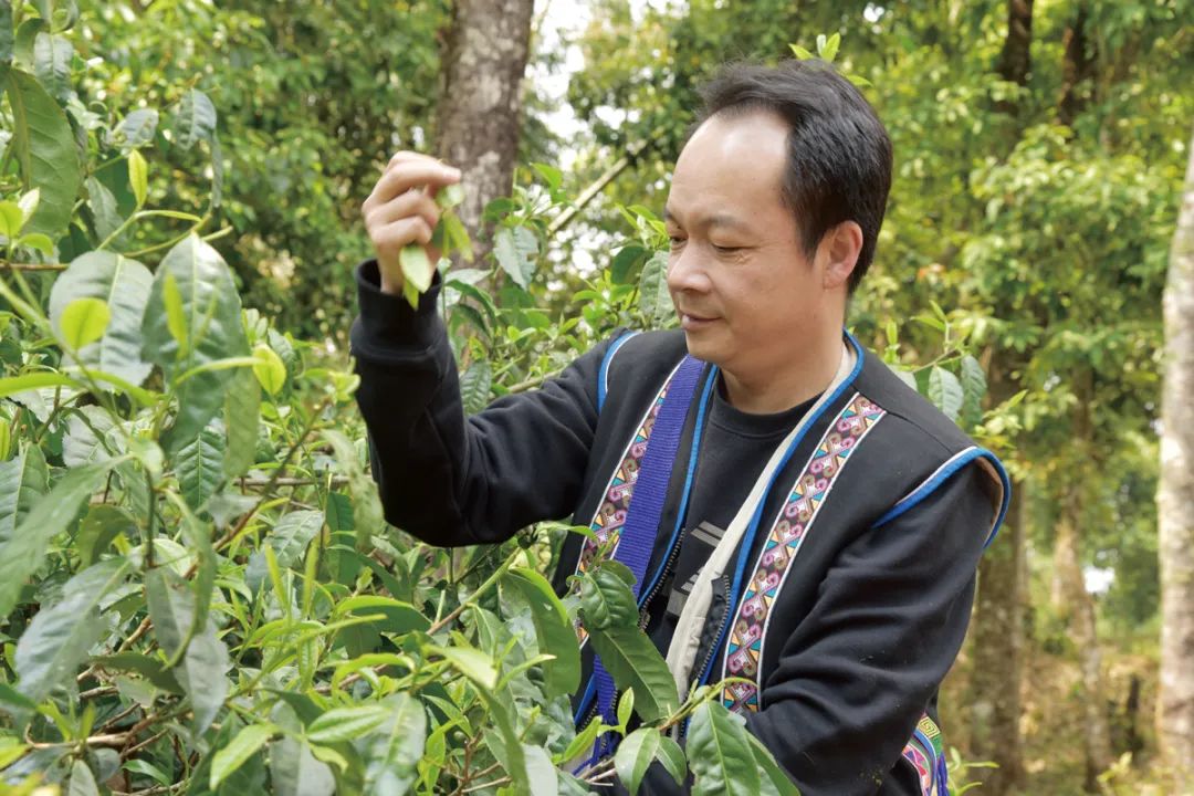 喜讯︱匠心茶人张明春先生荣获“国茶人物·制茶大师”荣誉称号