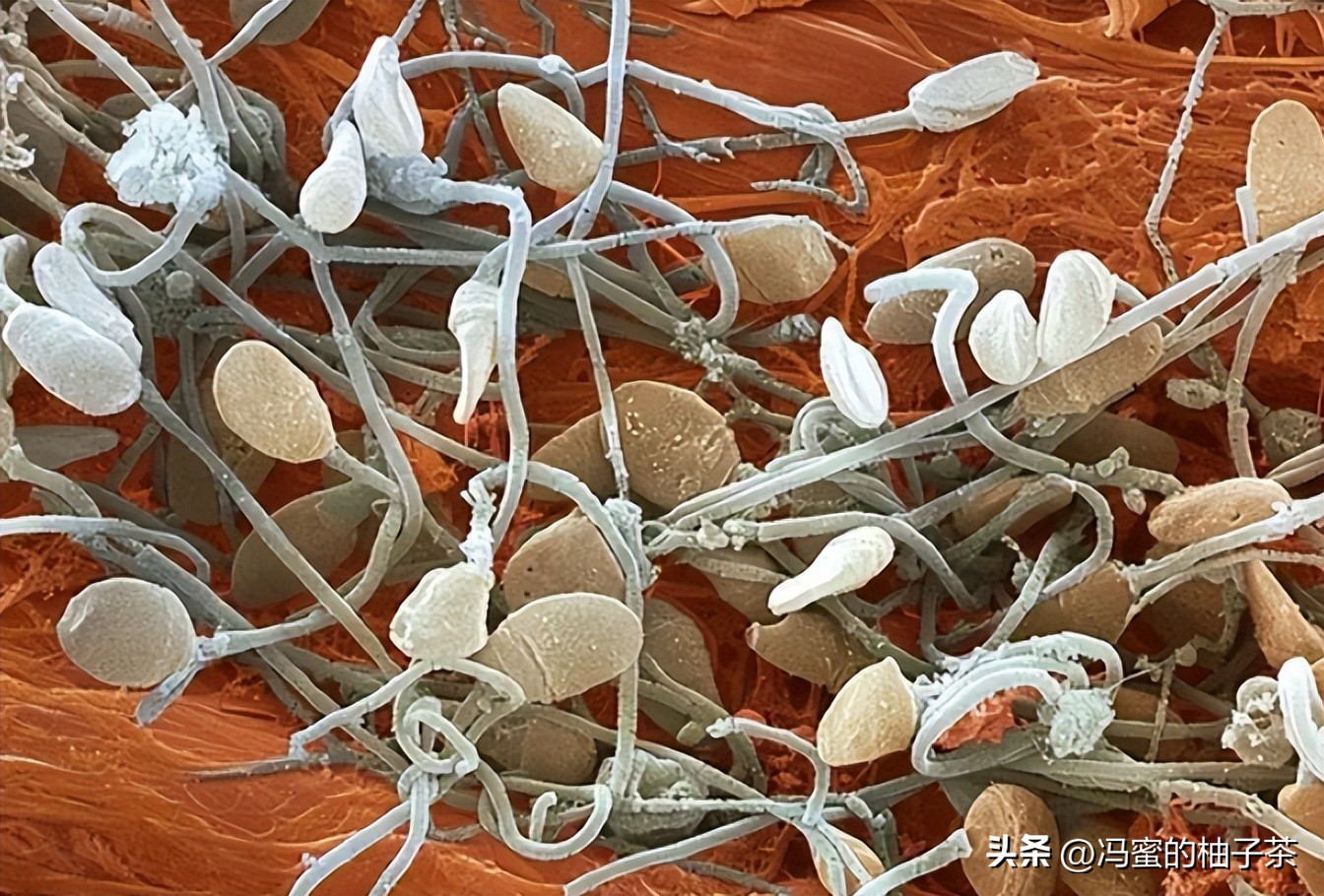 孩子长得像前女友有科学依据吗,孩子长得像老公但不是老公的