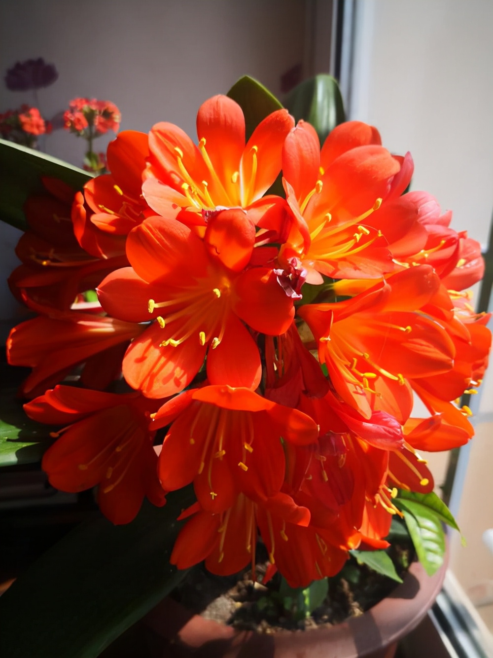 家里光照不足建议养这10种耐阴花,阴暗无光角落适合养什么花