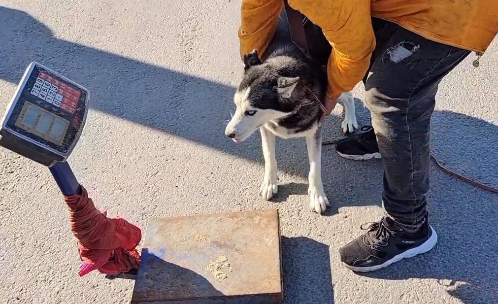 哈士奇被狗主人亲手送进狗贩子,哈士奇被狗贩子卖掉