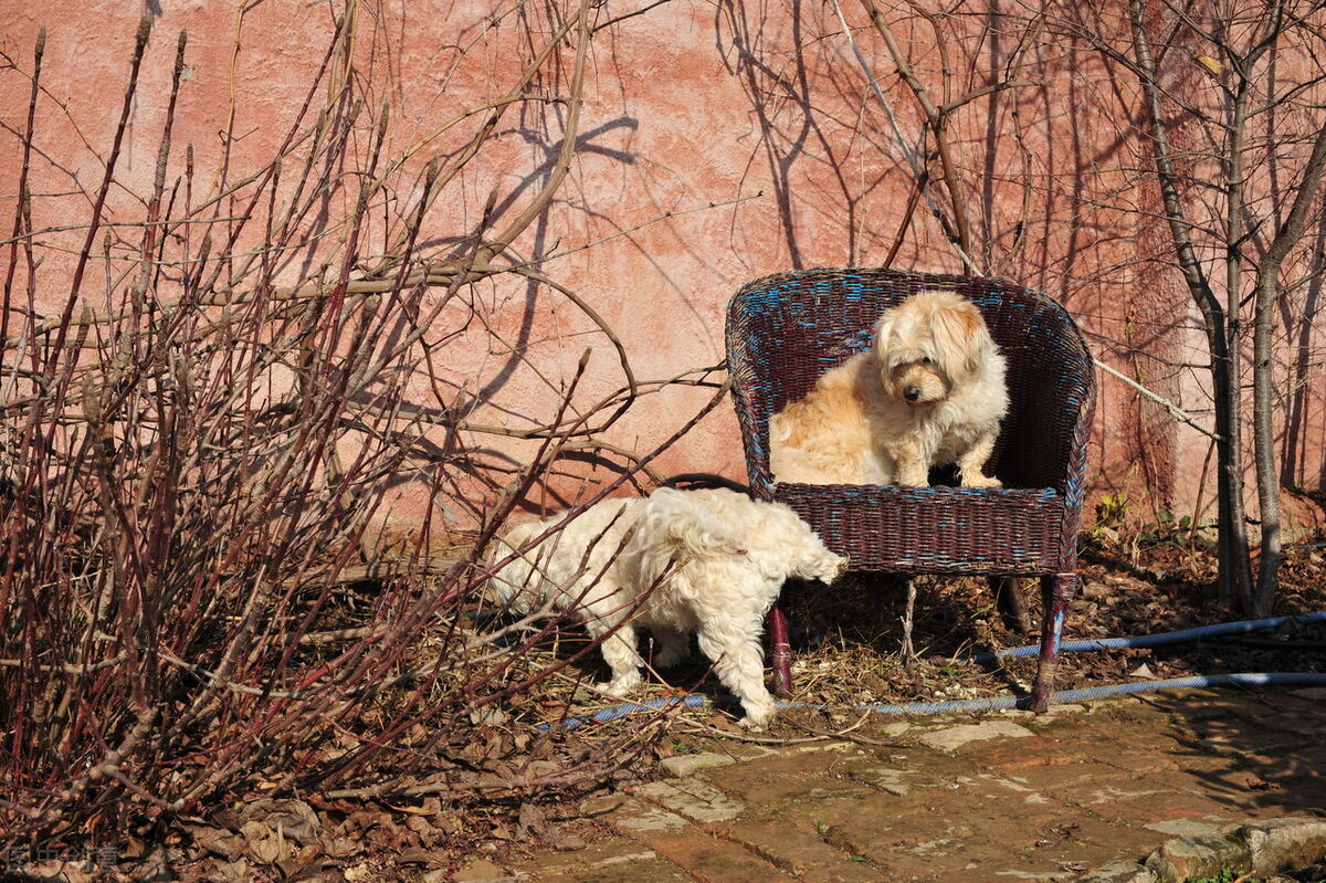 狗狗尿多尿频怎么治,狗狗突然尿频吃什么药最好