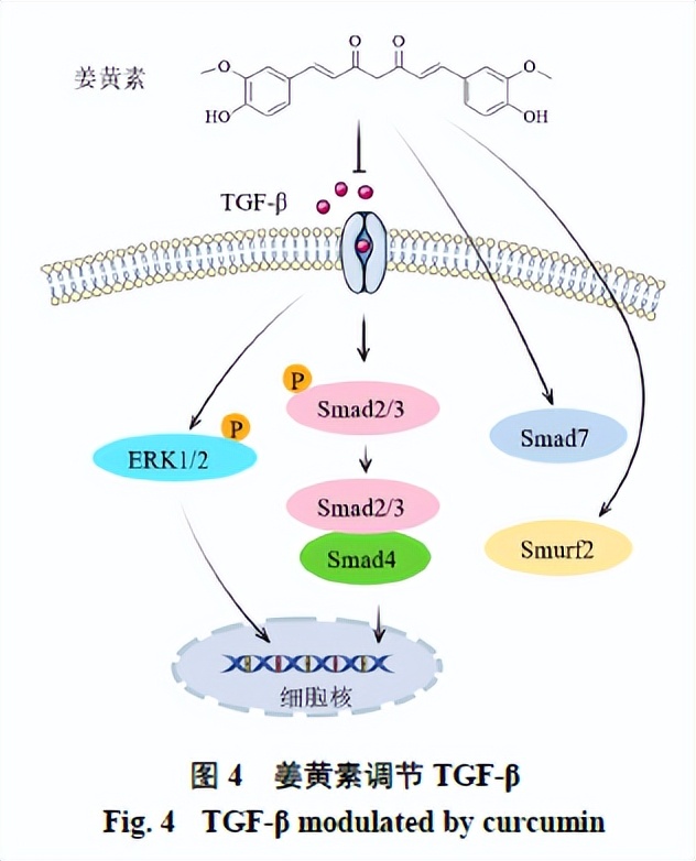 姜黄素抗肺纤维化,姜黄素抗肿瘤活性研究背景及意义