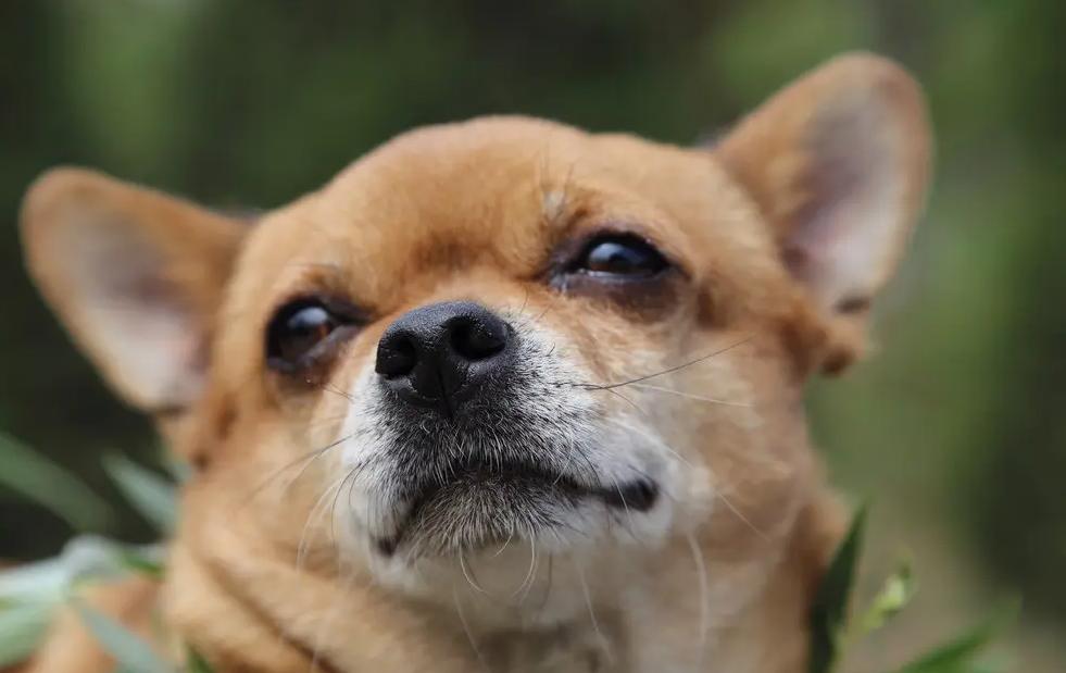 小狗呕吐拉稀怎么回事啊,小狗呕吐拉稀是怎么回事