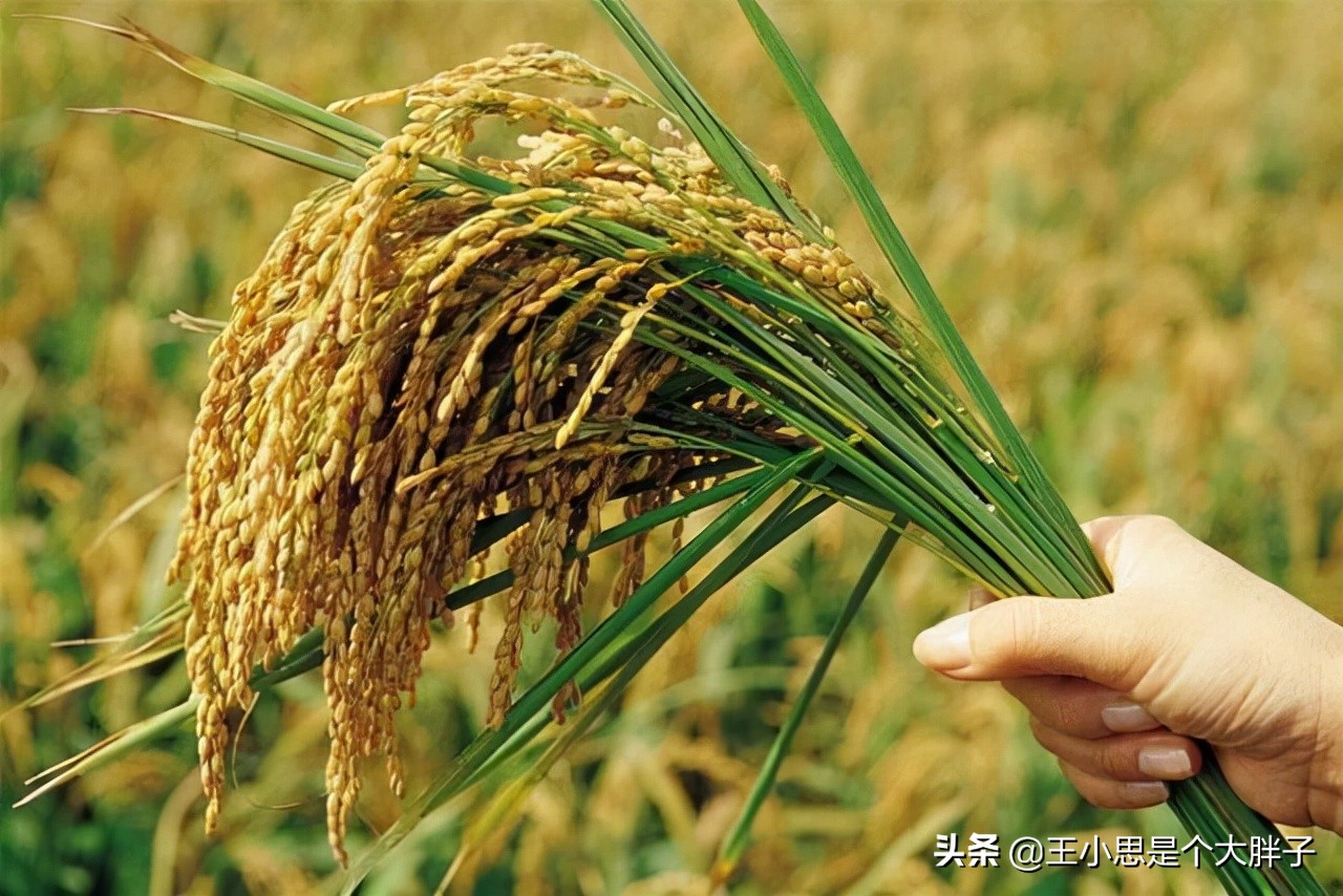 东北好粮油,东北好山好水