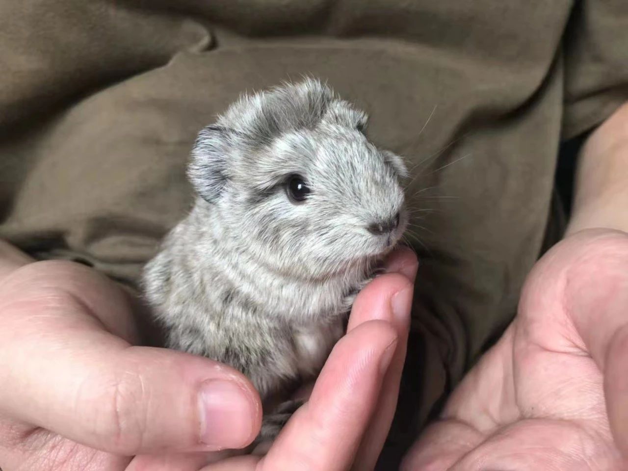 荷兰猪容易被吓着是怎么回事,荷兰猪受到惊吓后会引发心脏病吗