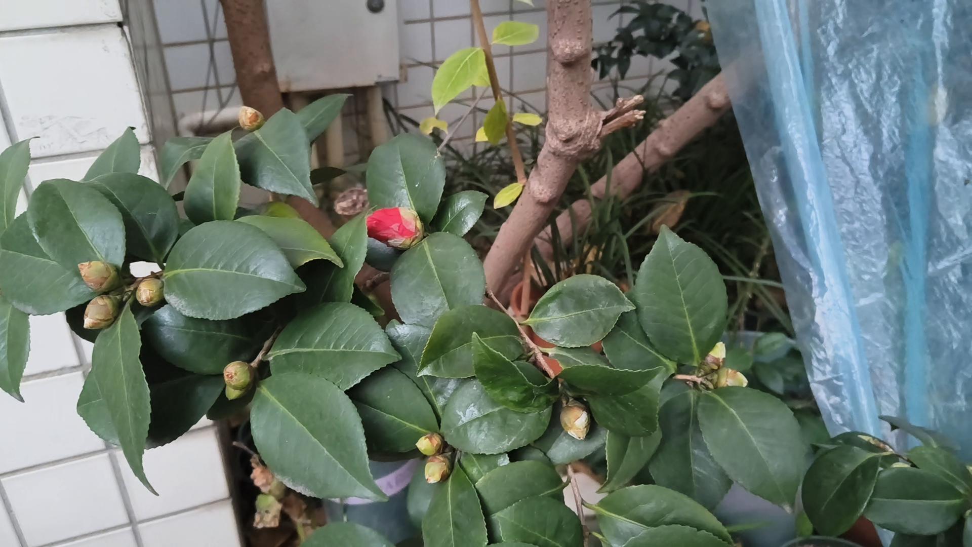 花中娇客山茶花,山茶花是花中娇客吗