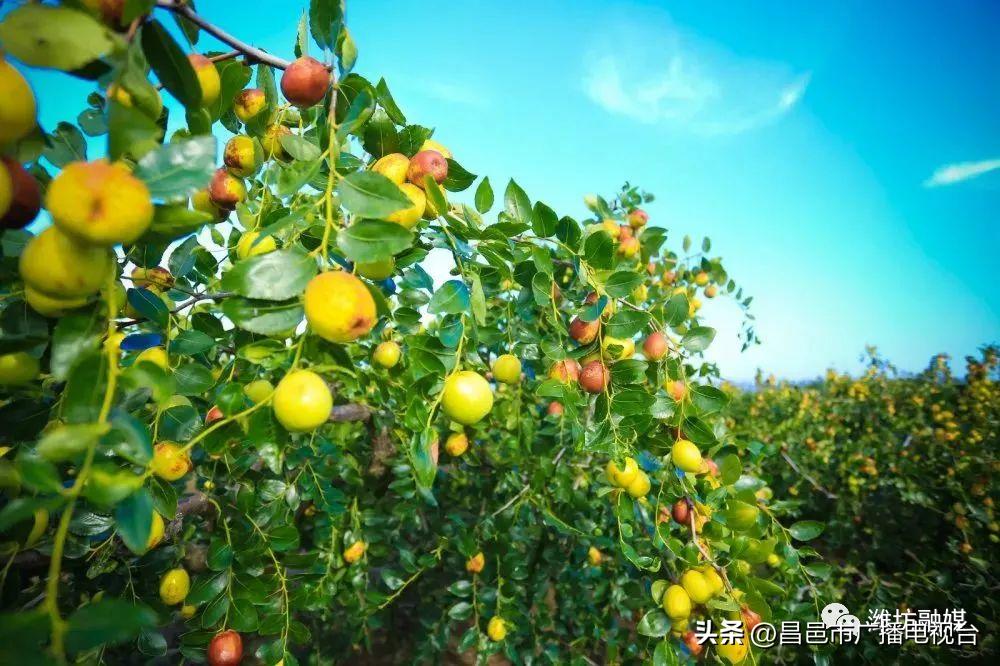 总要来趟潍坊昌邑吧！