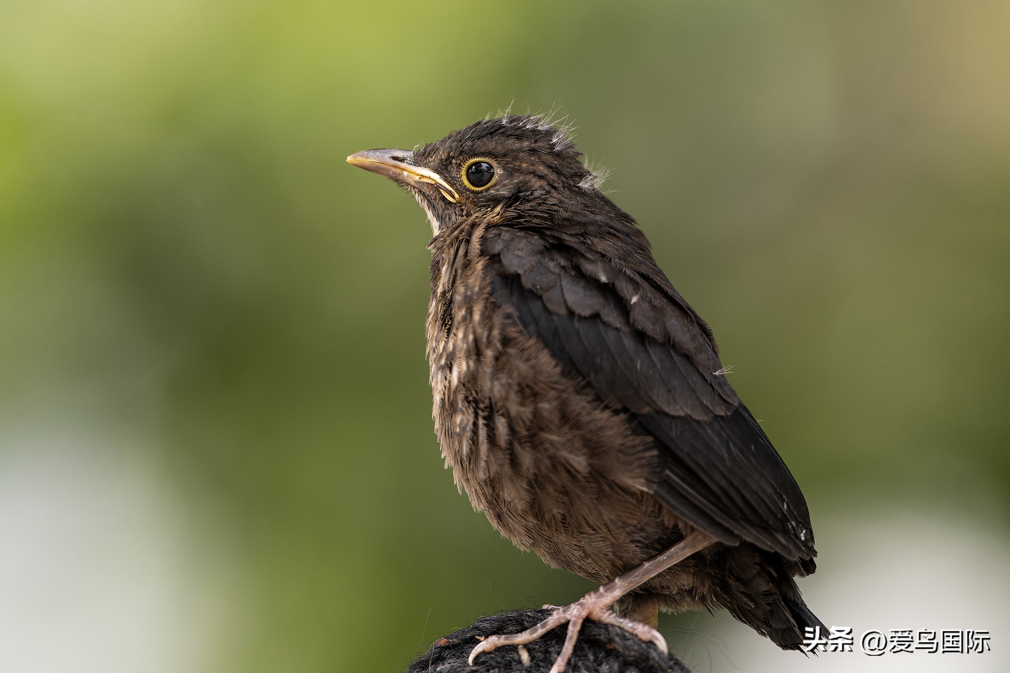 富士xh2s必备镜头,富士x-h2s配人像镜头