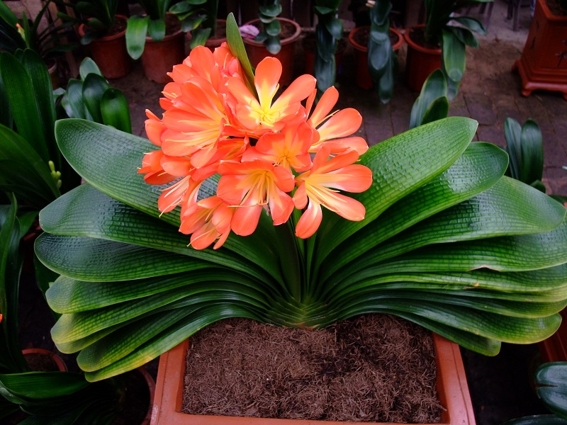 塑料养花小桶,塑料桶养花种菜