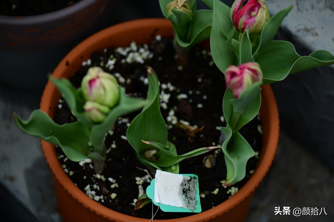 河马花园最耐阴植物,最漂亮的花园里的郁金香