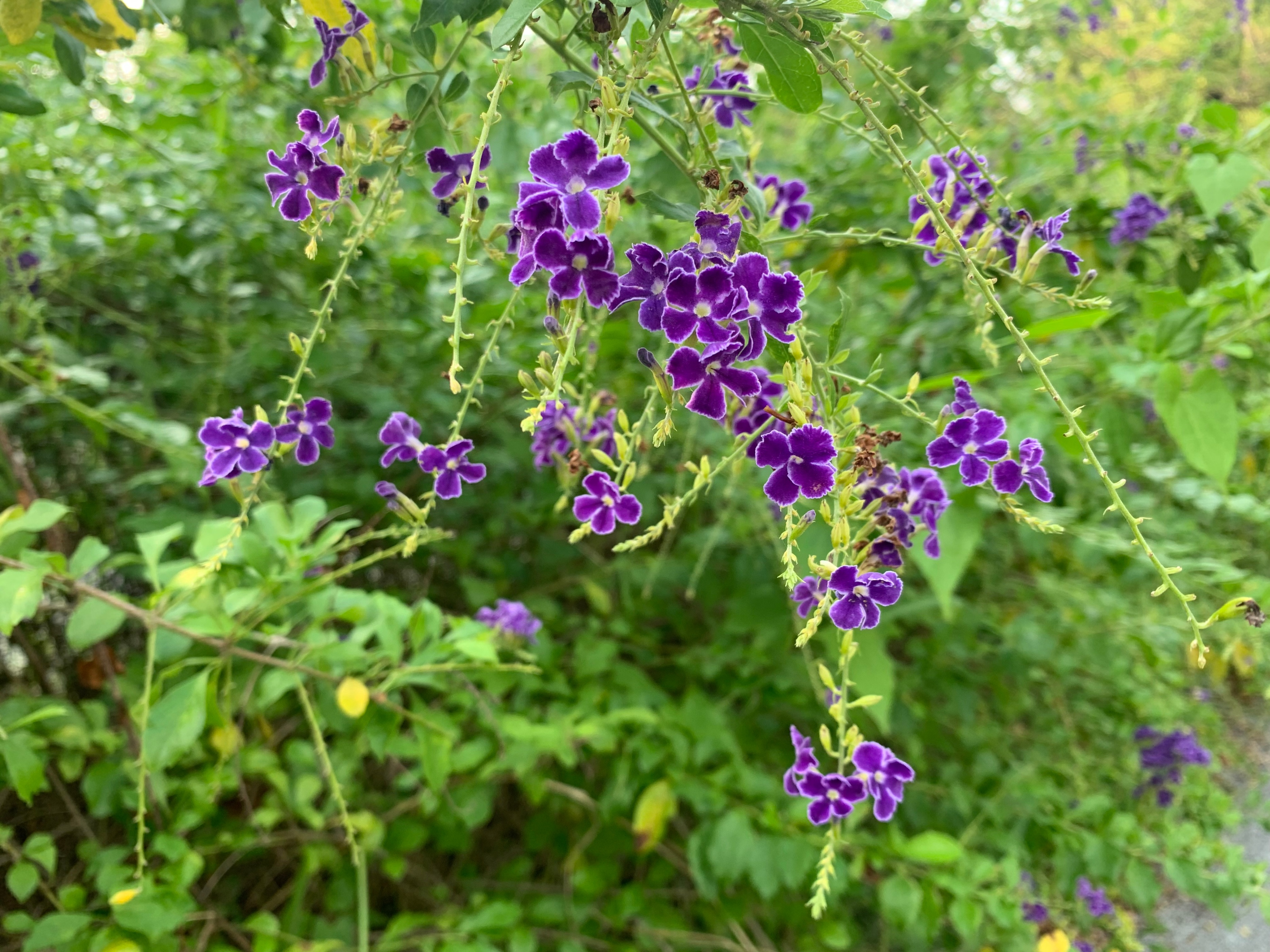 2022海珠湖公园春节游玩,海珠湖湿地公园最佳游玩时间