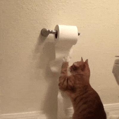 猫咪和人类相处得很好的原因,当猫和人类一起生活久了