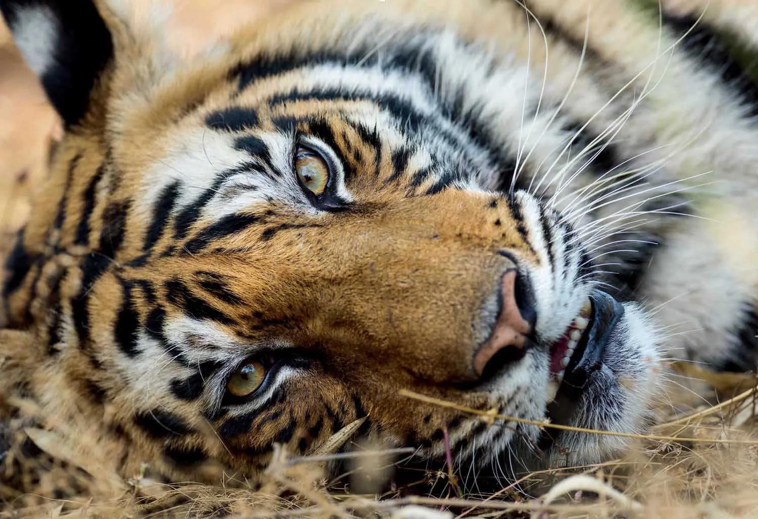 母虎“亲密”时到底有多痛苦?满地打滚、转身攻击公虎