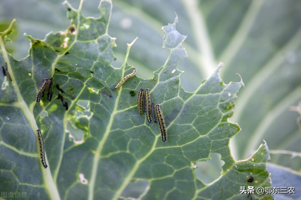 菜地里的菜生虫子有什么方法除掉,菜园上了农家肥生虫子怎么办