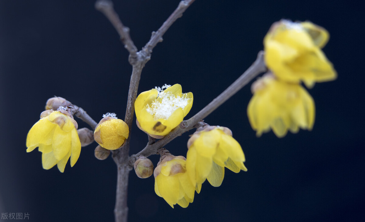 篱菊抱香死，化入岁寒枝——腊梅，腊月之花，凌寒早放，傲骨天香