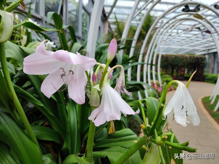 昆明世博园最值得看的有哪些景点,昆明世博园哪里看花最好看