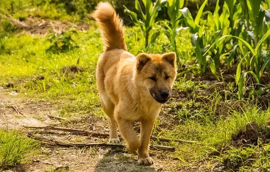 为什么有人收购十几年的老狗,为什么收购十年以上老狗