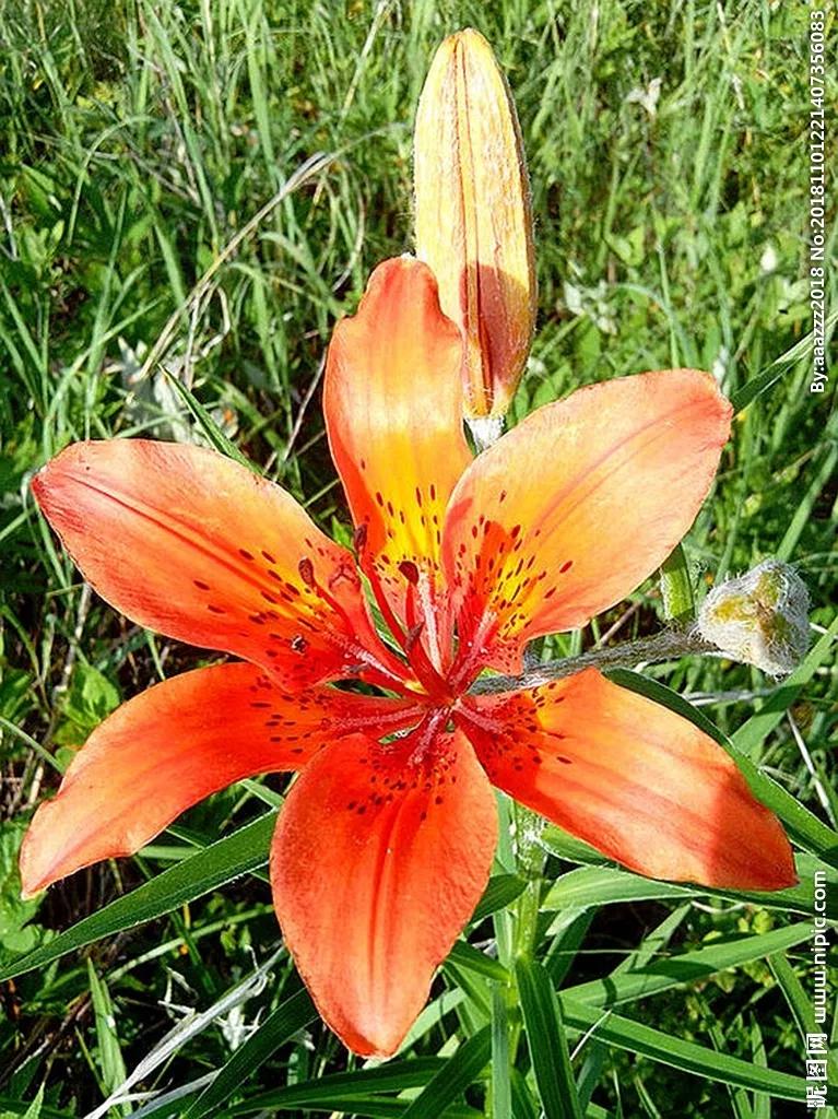 世界各国国花一览表,南美洲各国国花