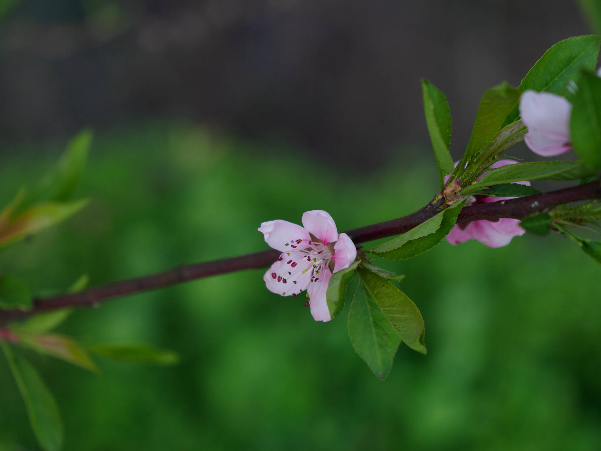 永泰白云姬岩,永泰姬岩云海