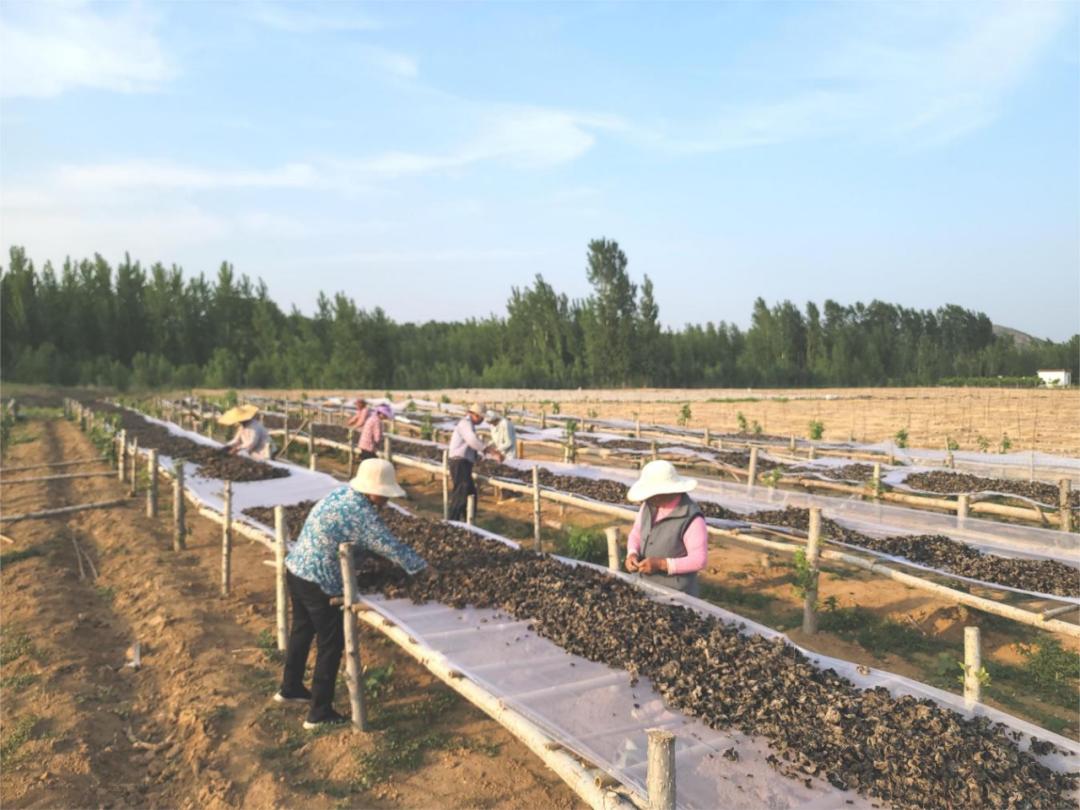 黑木耳、大樱桃......看看邹城这个村的致富“金疙瘩”