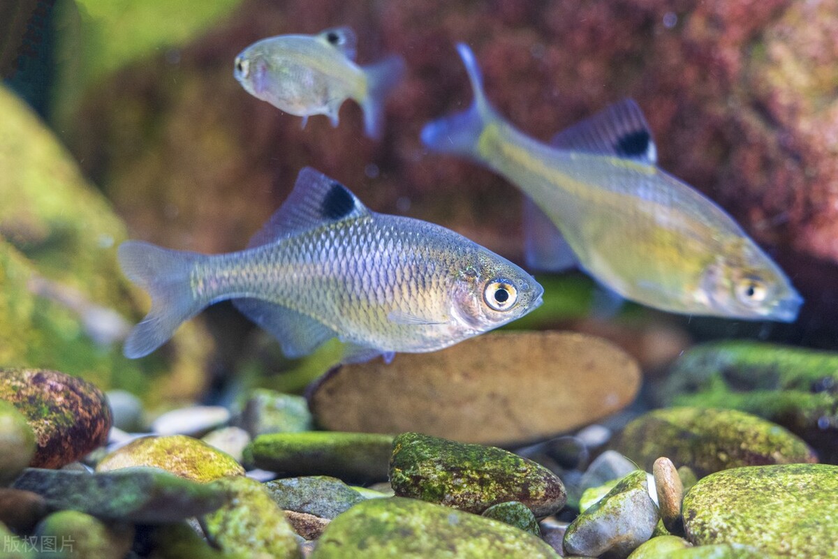 农村常见的“屎光皮”，为何说它是一种“借腹生子”的鱼？