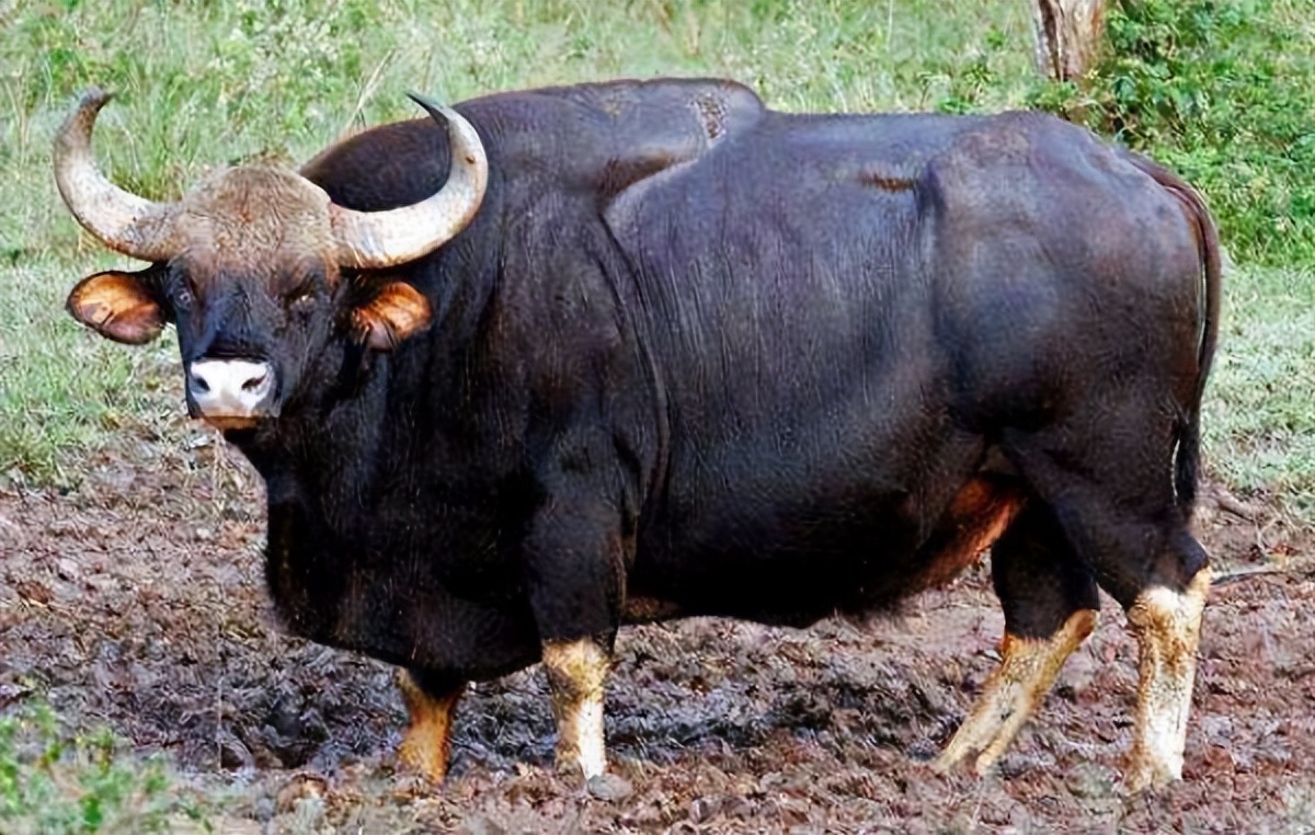 怎么判断牛胃移位,牛的真胃移位怎么办