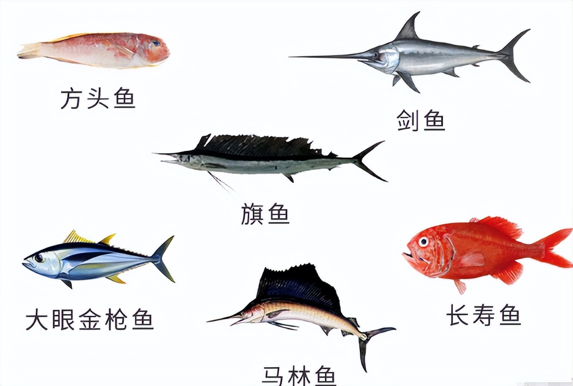 我国癌症高发，都是鱼肉惹的祸？劝告：6种鱼，真的要少吃