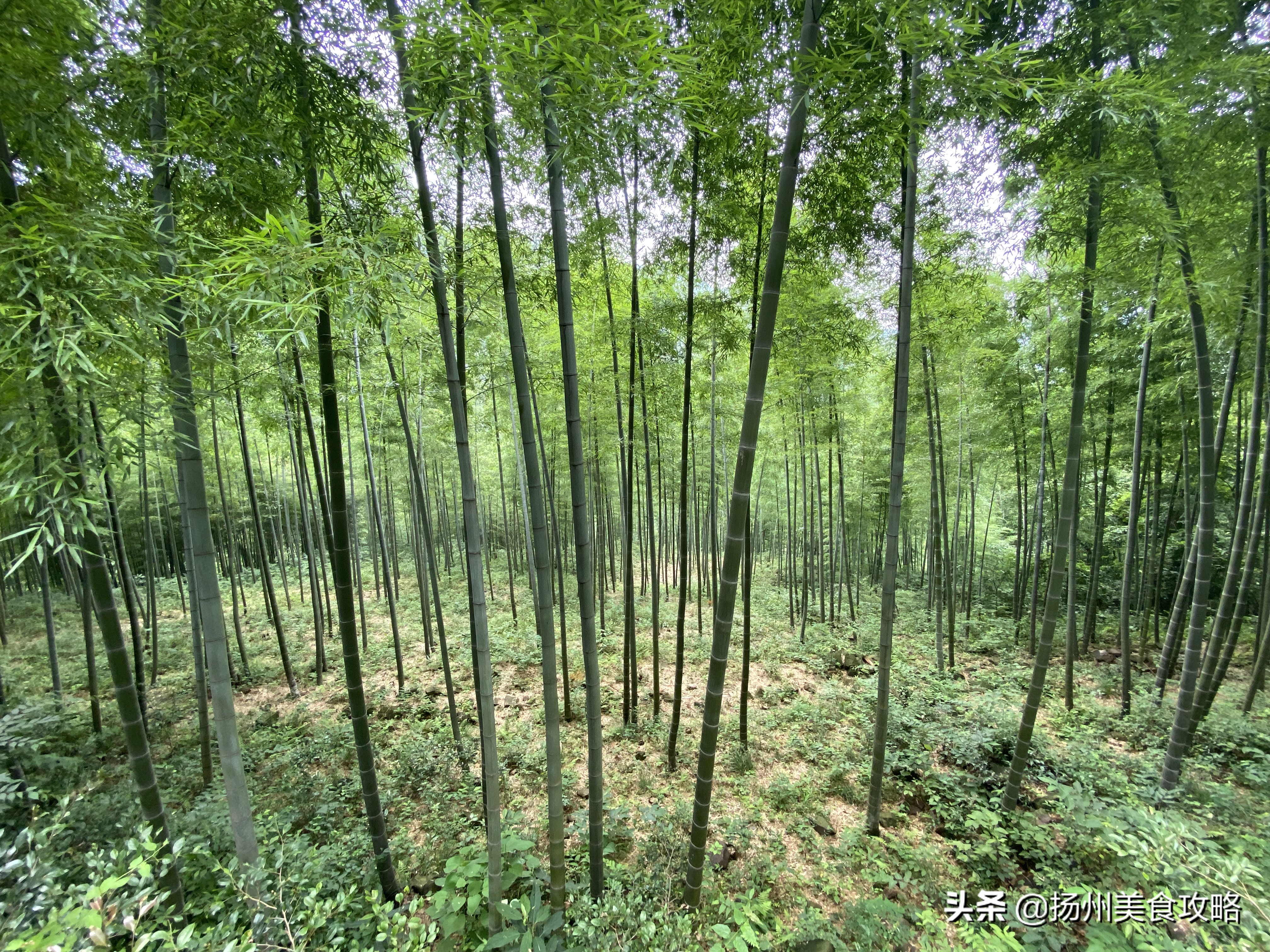 天目湖南山竹海附近游玩,常州天目湖南山竹海免费