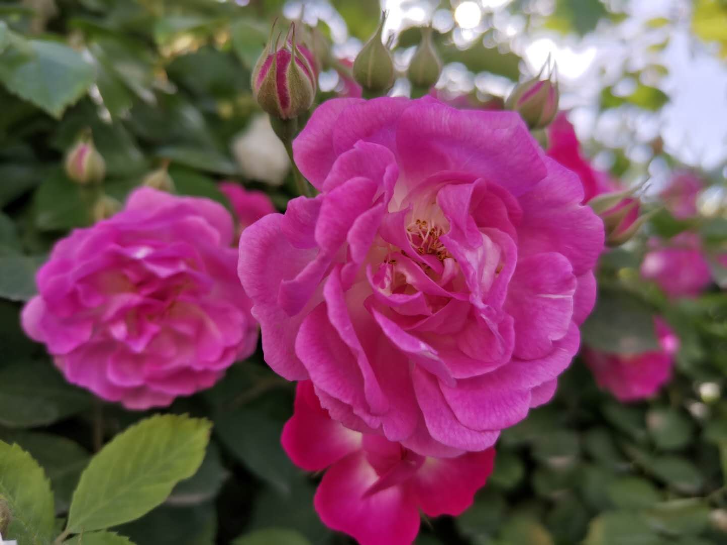 我的一段恋爱经历,回忆我的恋爱经历