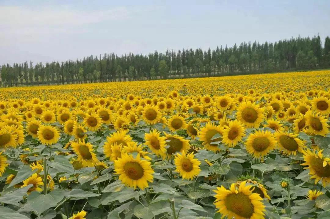 在那遥远的地方文学爱好者*疆新**兵团八师石河子安心
